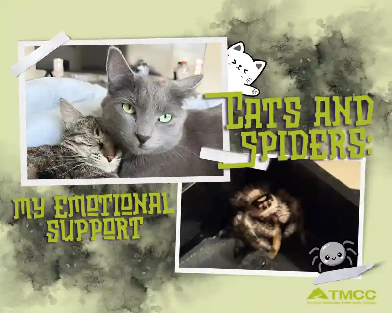 Main image for the blog post titled Cats and Spiders: My Emotional Support
